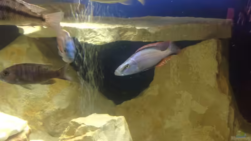 Besatz im Aquarium Becken 4654 von Marko Geißler (20)