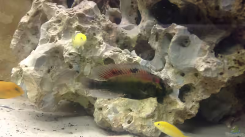 Besatz im Aquarium Becken 4654 von Marko Geißler (21)