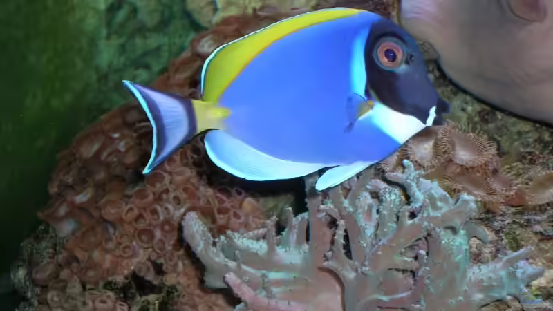 Besatz im Aquarium Becken 4655 von Bernd Kienle (20)