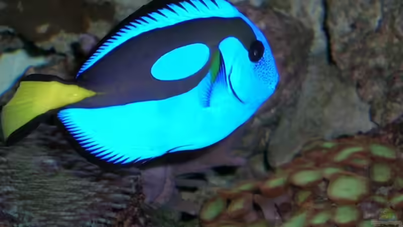 Besatz im Aquarium Becken 4655 von Bernd Kienle (26)