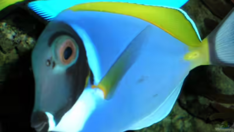 Besatz im Aquarium Becken 4655 von Bernd Kienle (28)