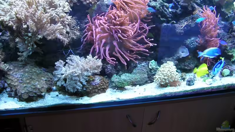 Besatz im Aquarium Becken 4655 von Bernd Kienle (29)