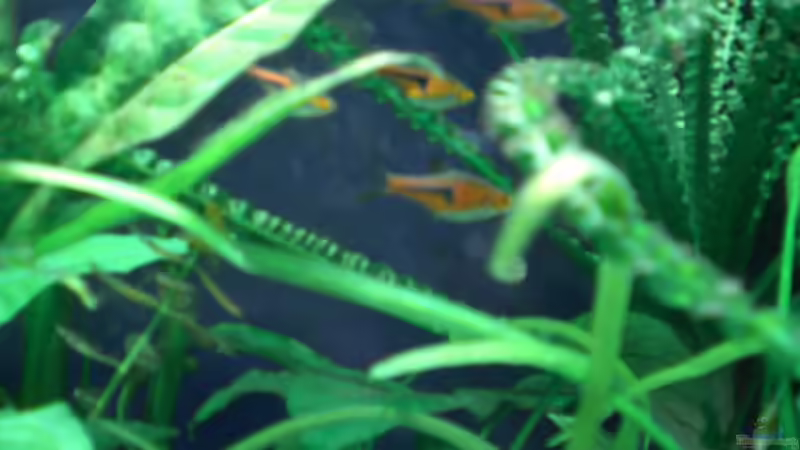 Besatz im Aquarium Becken 4658 von Toda (8)