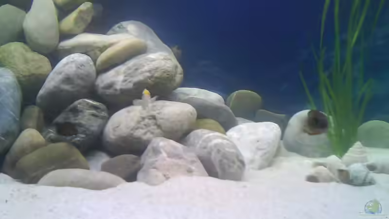 Besatz im Aquarium Becken 4659 von Gernold Lengert (25)