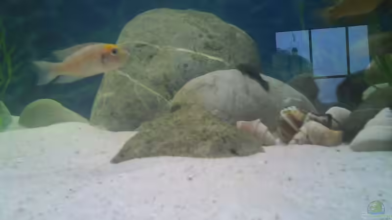 Besatz im Aquarium Becken 4659 von Gernold Lengert (27)