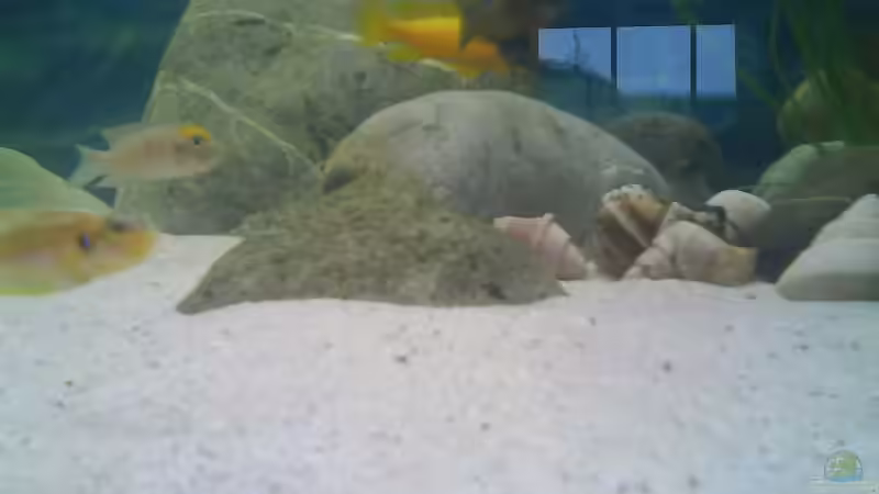 Besatz im Aquarium Becken 4659 von Gernold Lengert (28)