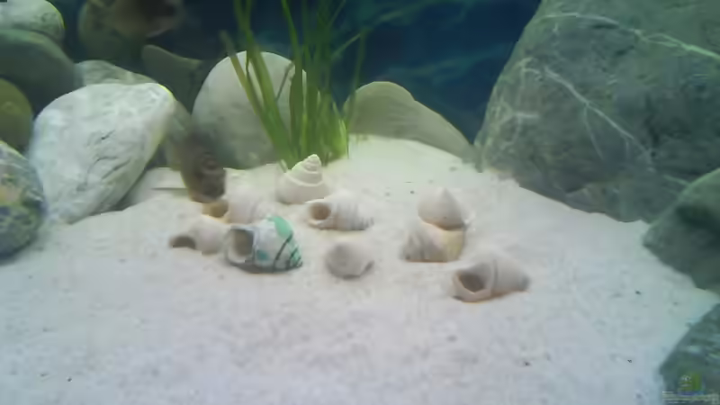 Besatz im Aquarium Becken 4659 von Gernold Lengert (29)