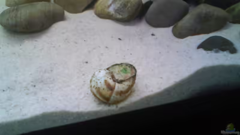 Besatz im Aquarium Becken 4659 von Gernold Lengert (30)