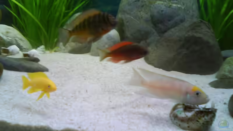 Besatz im Aquarium Becken 4659 von Gernold Lengert (32)