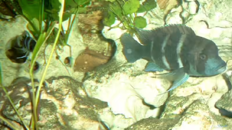 Besatz im Aquarium Becken 468 von Angelika Fabick (10)