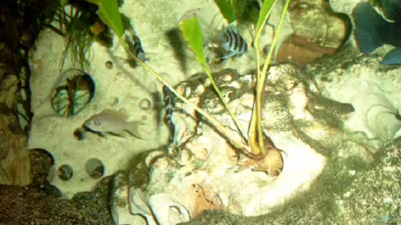 Besatz im Aquarium Becken 468 von Angelika Fabick (11)