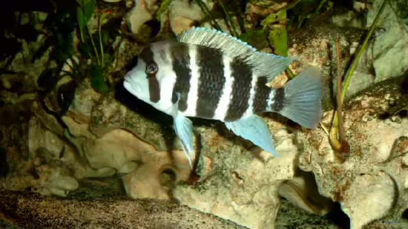 Besatz im Aquarium Becken 468 von Angelika Fabick (12)