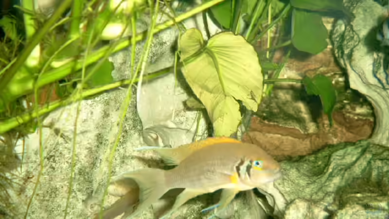 Besatz im Aquarium Becken 468 von Angelika Fabick (14)