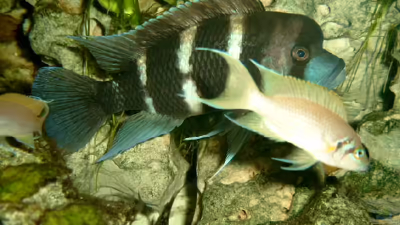 Besatz im Aquarium Becken 468 von Angelika Fabick (15)