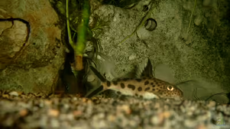 Besatz im Aquarium Becken 468 von Angelika Fabick (16)