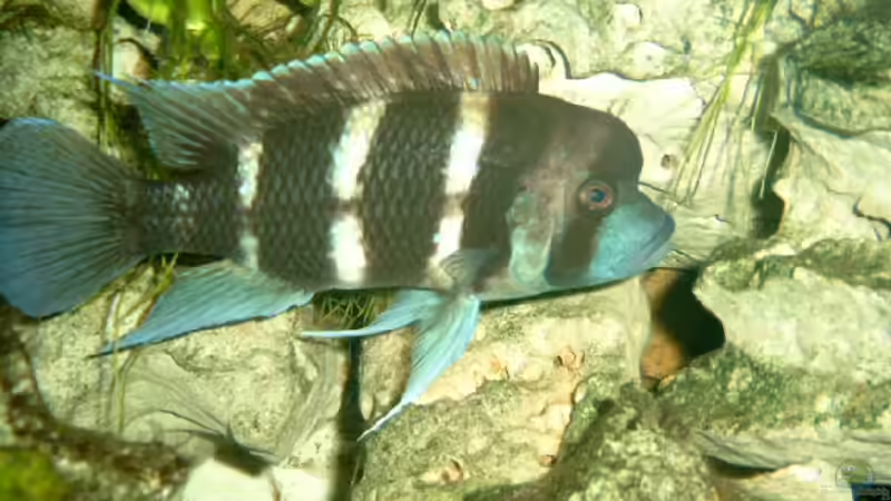 Besatz im Aquarium Becken 468 von Angelika Fabick (17)