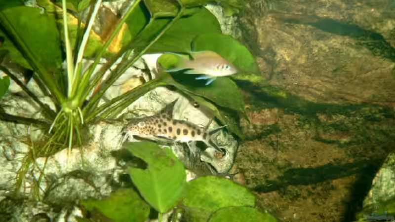 Besatz im Aquarium Becken 468 von Angelika Fabick (18)