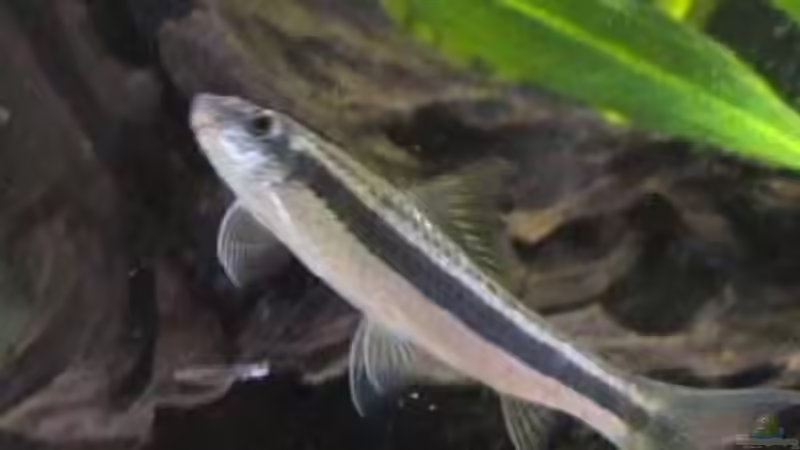 Besatz im Aquarium Becken 47 von Stefan Siebenbrunner (4)