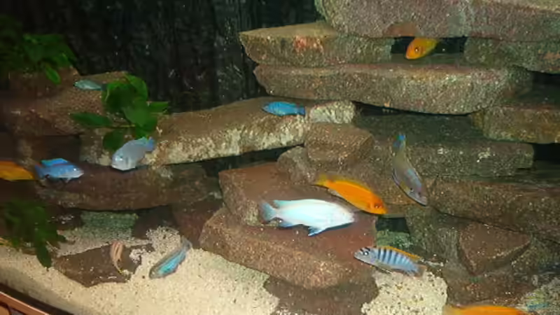 Besatz im Aquarium Becken 470 von André Moll (4)