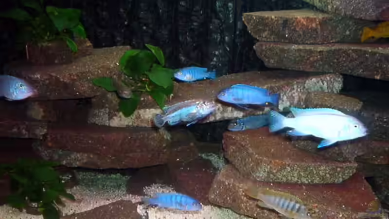 Besatz im Aquarium Becken 470 von André Moll (5)