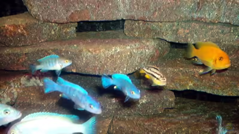 Besatz im Aquarium Becken 470 von André Moll (7)