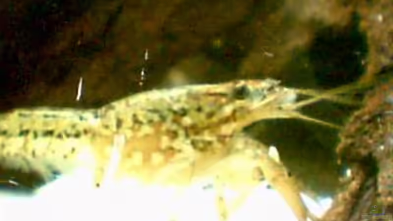 Besatz im Aquarium Becken 4794 von Jimmy McBride (6)