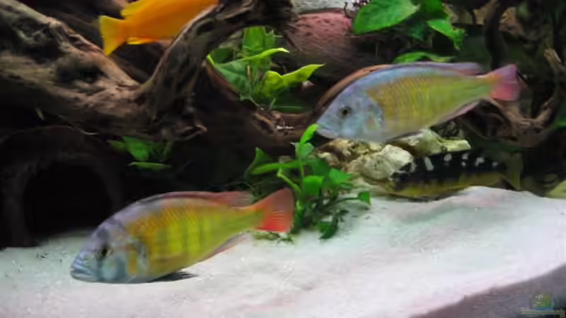 Besatz im Aquarium Becken 4795 von Gabriel Lechner (17)