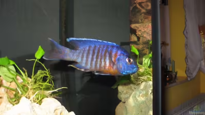 Besatz im Aquarium Becken 4795 von Gabriel Lechner (18)