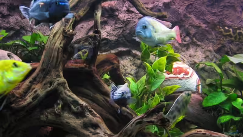 Besatz im Aquarium Becken 4795 von Gabriel Lechner (19)