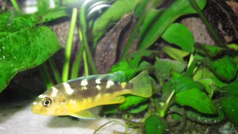 Besatz im Aquarium Becken 4795 von Gabriel Lechner (21)