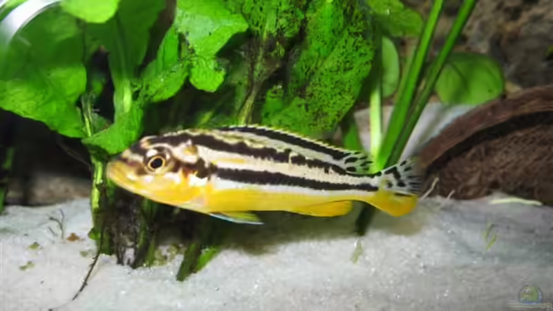 Besatz im Aquarium Becken 4795 von Gabriel Lechner (22)