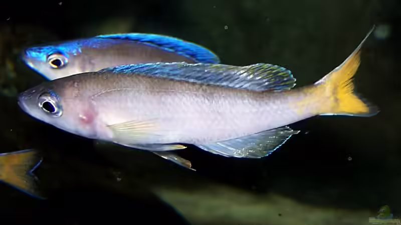 Besatz im Aquarium Becken 480 von fejul (15)