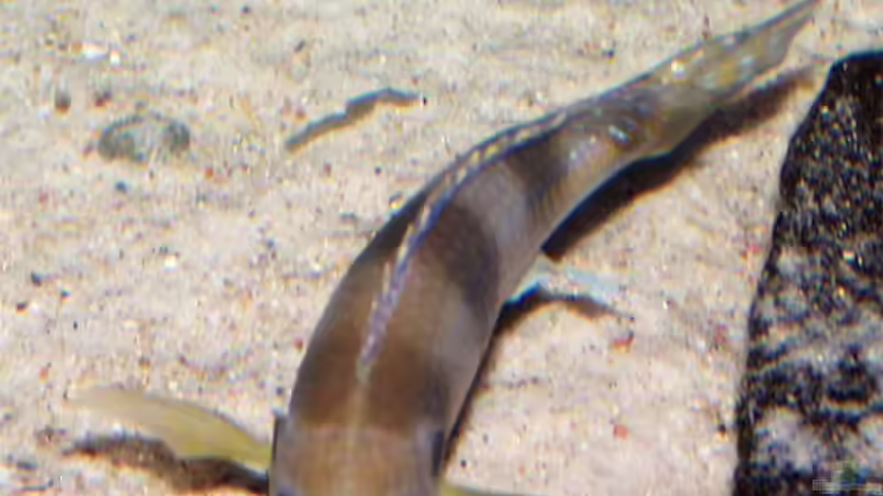 Besatz im Aquarium Becken 480 von fejul (17)