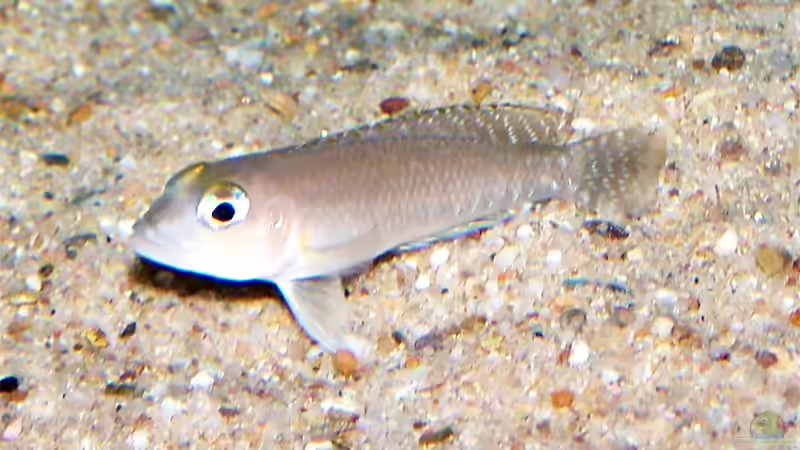 Besatz im Aquarium Becken 480 von fejul (19)