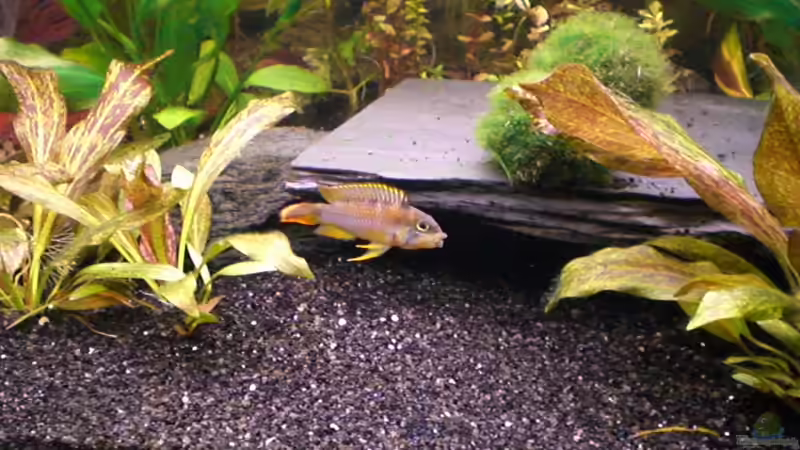 Besatz im Aquarium Becken 4803 von Michael Kompter (10)