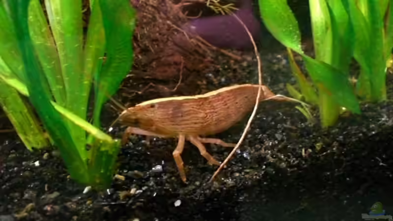 Besatz im Aquarium Becken 4803 von Michael Kompter (11)