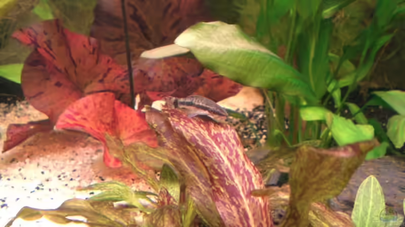 Besatz im Aquarium Becken 4803 von Michael Kompter (5)