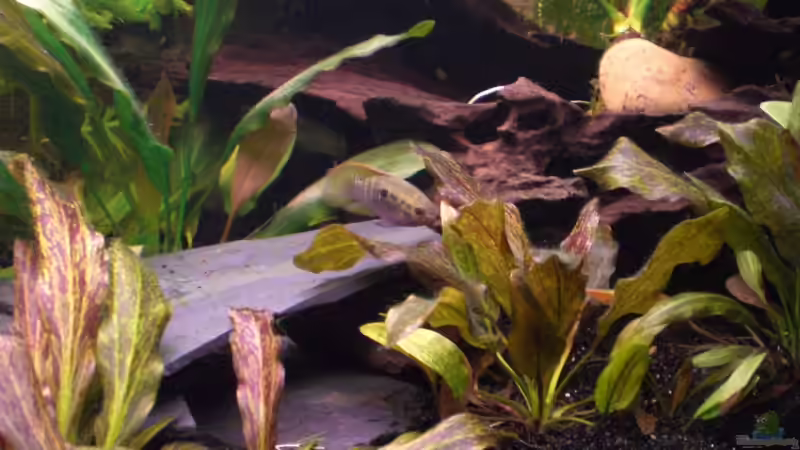 Besatz im Aquarium Becken 4803 von Michael Kompter (8)