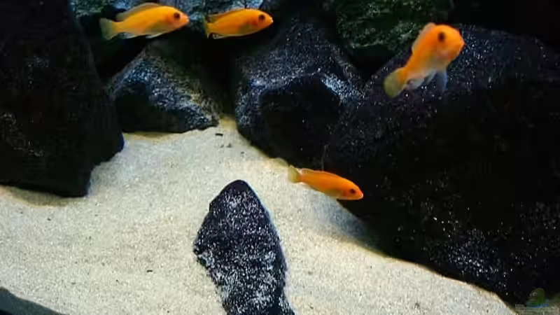 Besatz im Aquarium Becken 4815 von Christian Dornieden (48)