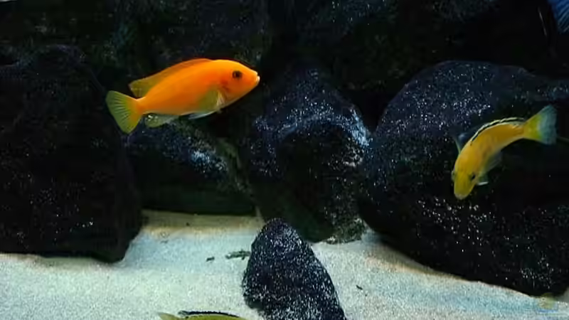 Besatz im Aquarium Becken 4815 von Christian Dornieden (49)