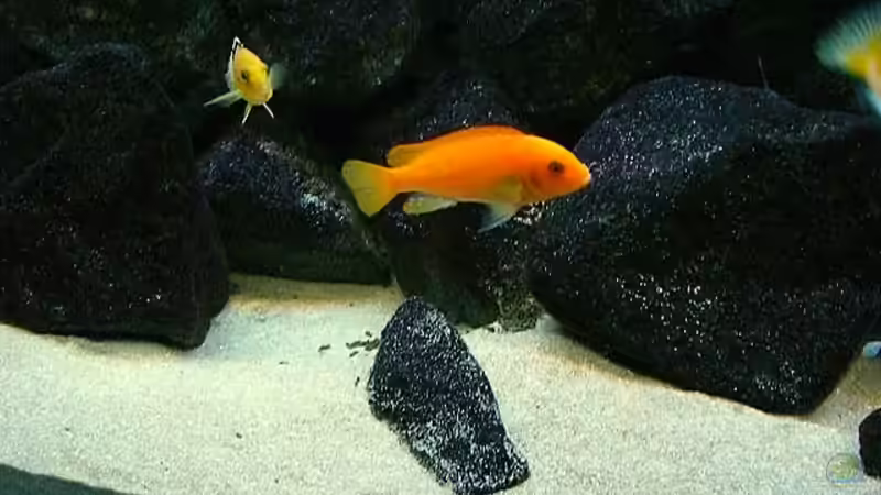 Besatz im Aquarium Becken 4815 von Christian Dornieden (51)