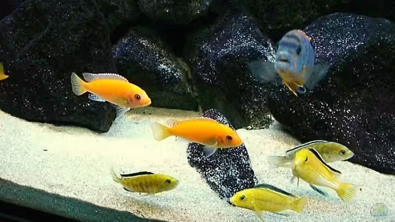 Besatz im Aquarium Becken 4815 von Christian Dornieden (53)