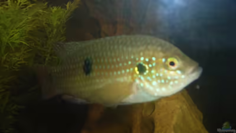 Besatz im Aquarium Becken 4826 von Uwe Giesemann (3)