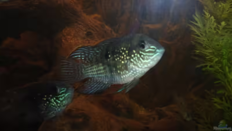 Besatz im Aquarium Becken 4826 von Uwe Giesemann (4)