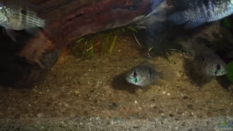 Besatz im Aquarium Becken 4826 von Uwe Giesemann (5)