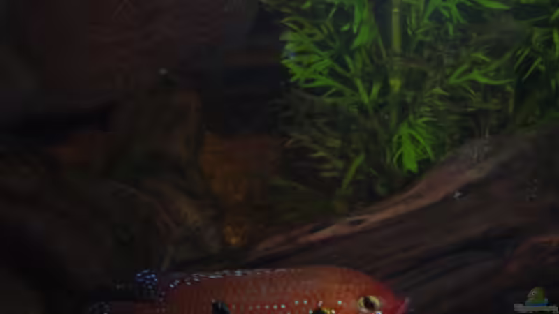 Besatz im Aquarium Becken 4826 von Uwe Giesemann (6)