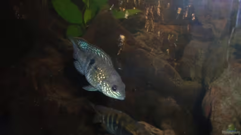 Besatz im Aquarium Becken 4826 von Uwe Giesemann (8)