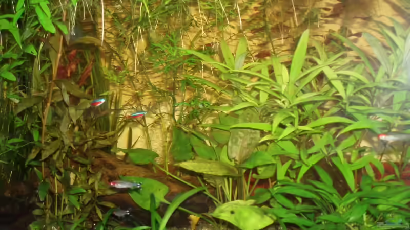 Besatz im Aquarium Becken 4828 von Rafael & Nicky Portillo (5)