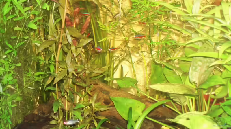 Besatz im Aquarium Becken 4828 von Rafael & Nicky Portillo (6)