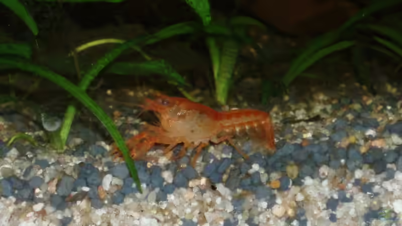 Besatz im Aquarium Becken 4828 von Rafael & Nicky Portillo (7)